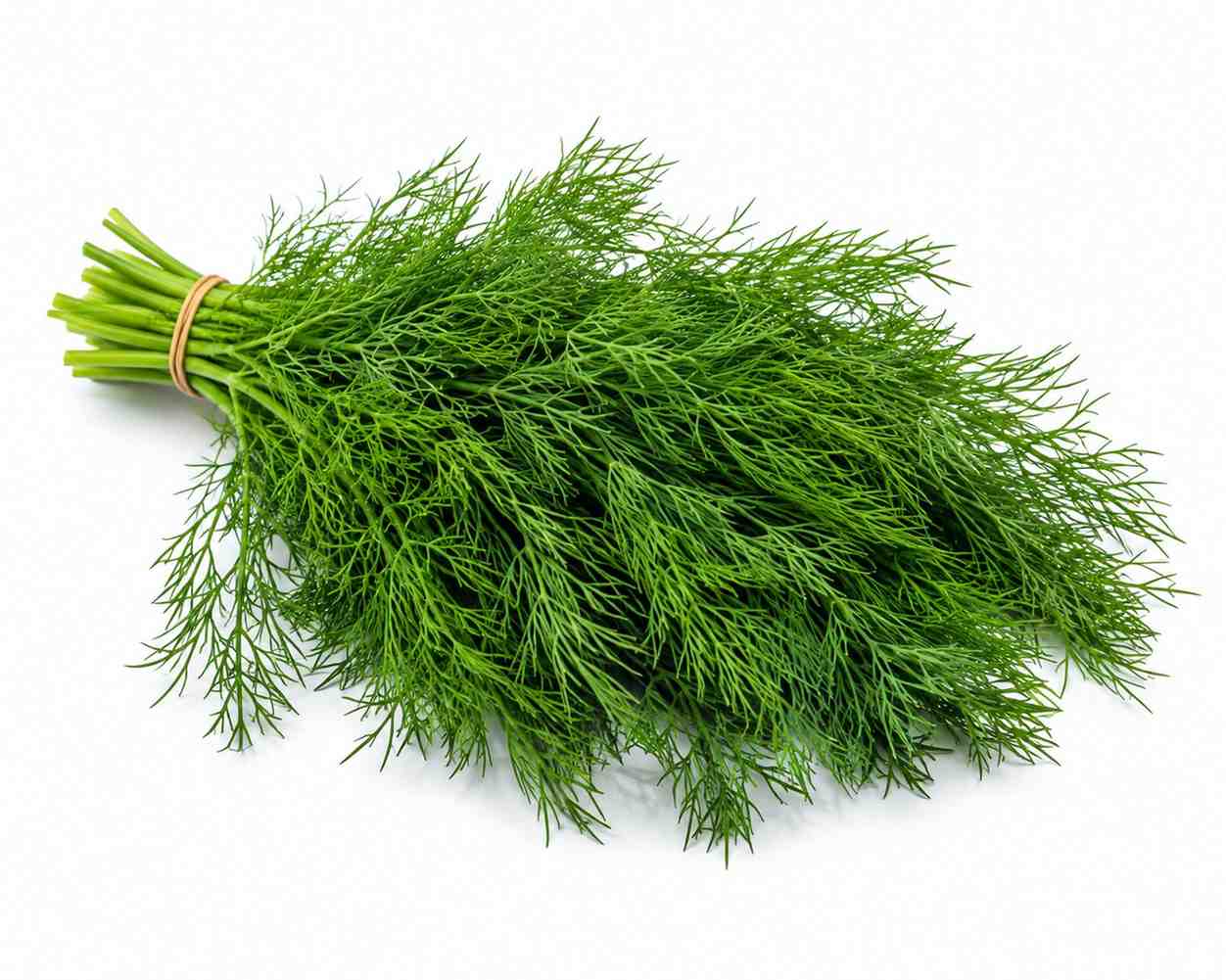 Nettle Root Extract
