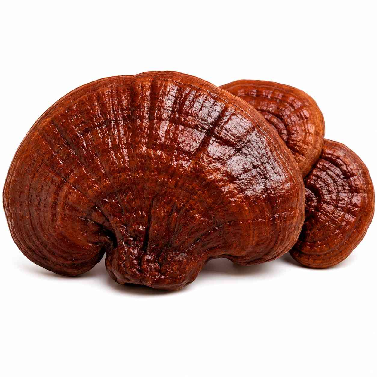 Reishi Mushroom